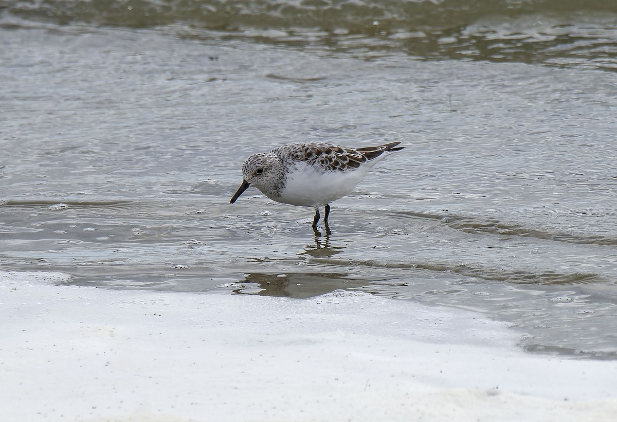 Sanderling - Antonio Ceballos Barbancho