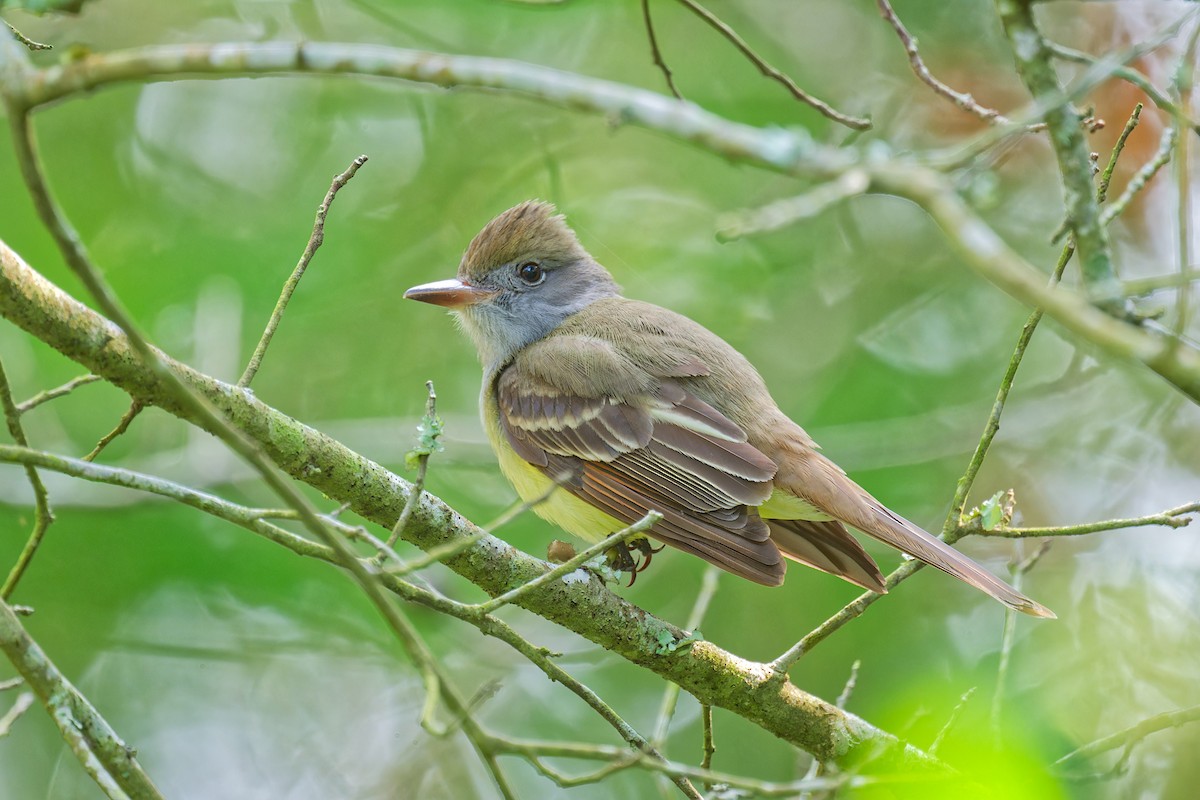 Great Crested Flycatcher - Harlan Stewart