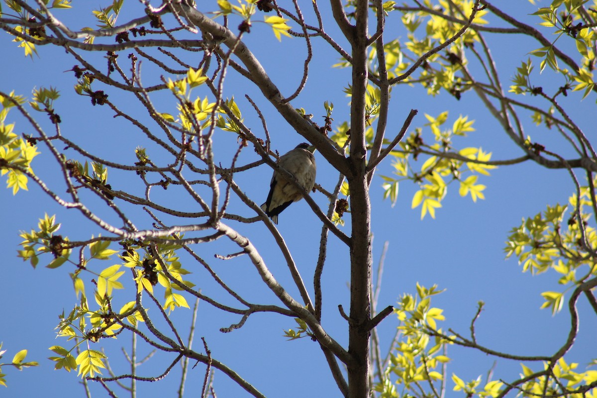 Evening Grosbeak - Carl Ingwell