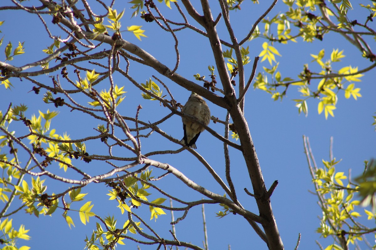 Evening Grosbeak - Carl Ingwell