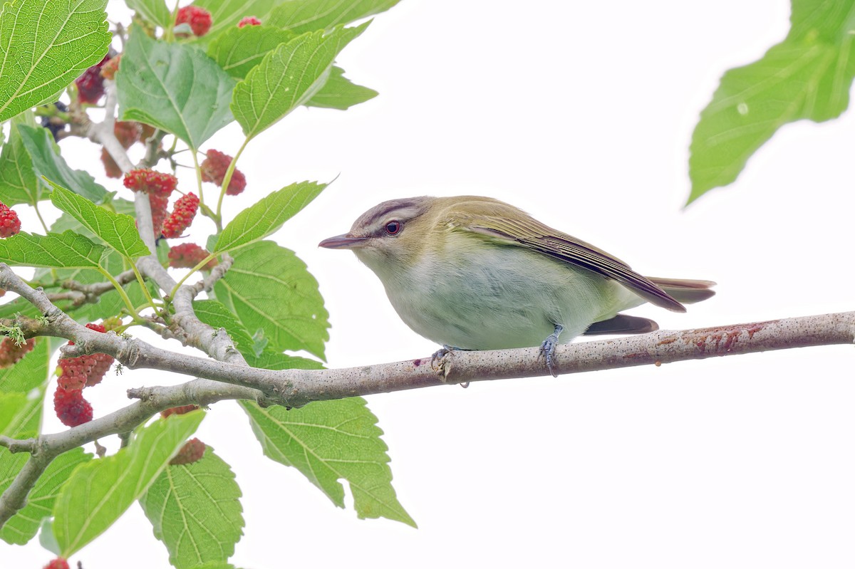 Red-eyed Vireo - ML618411807