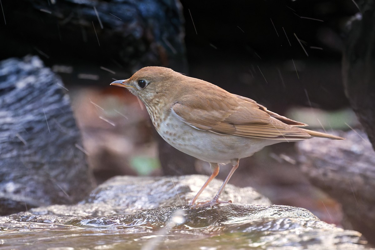 Veery - ML618411812