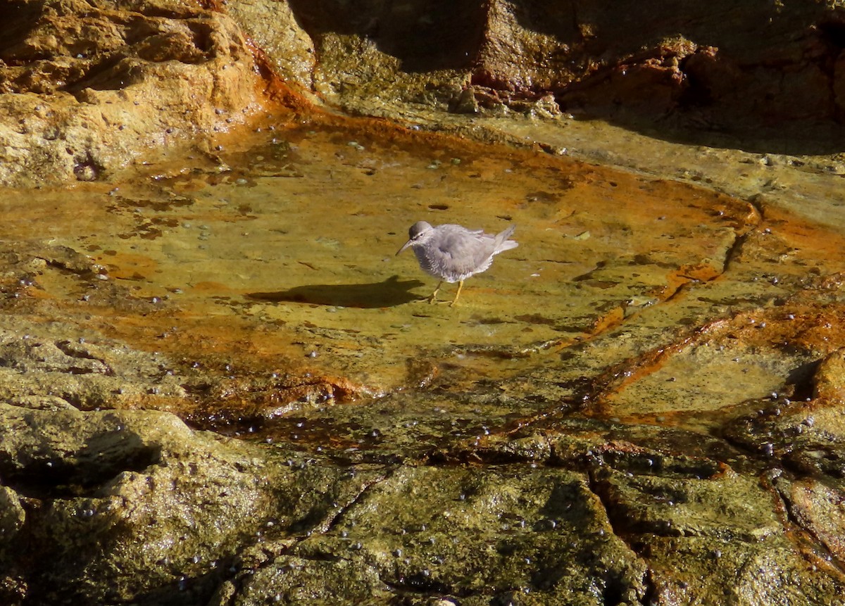 Wandering Tattler - ML618411813