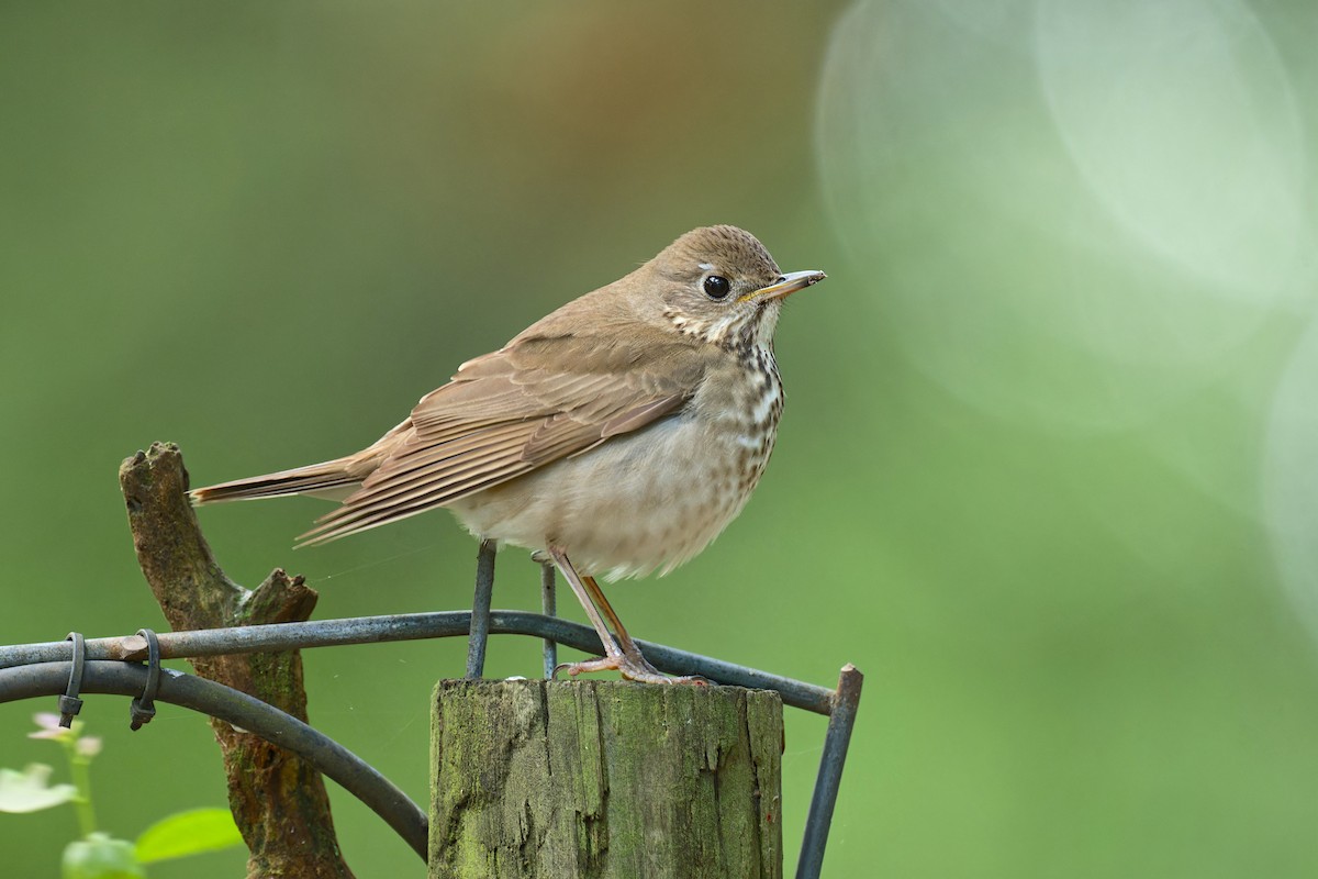 Gray-cheeked Thrush - ML618411814