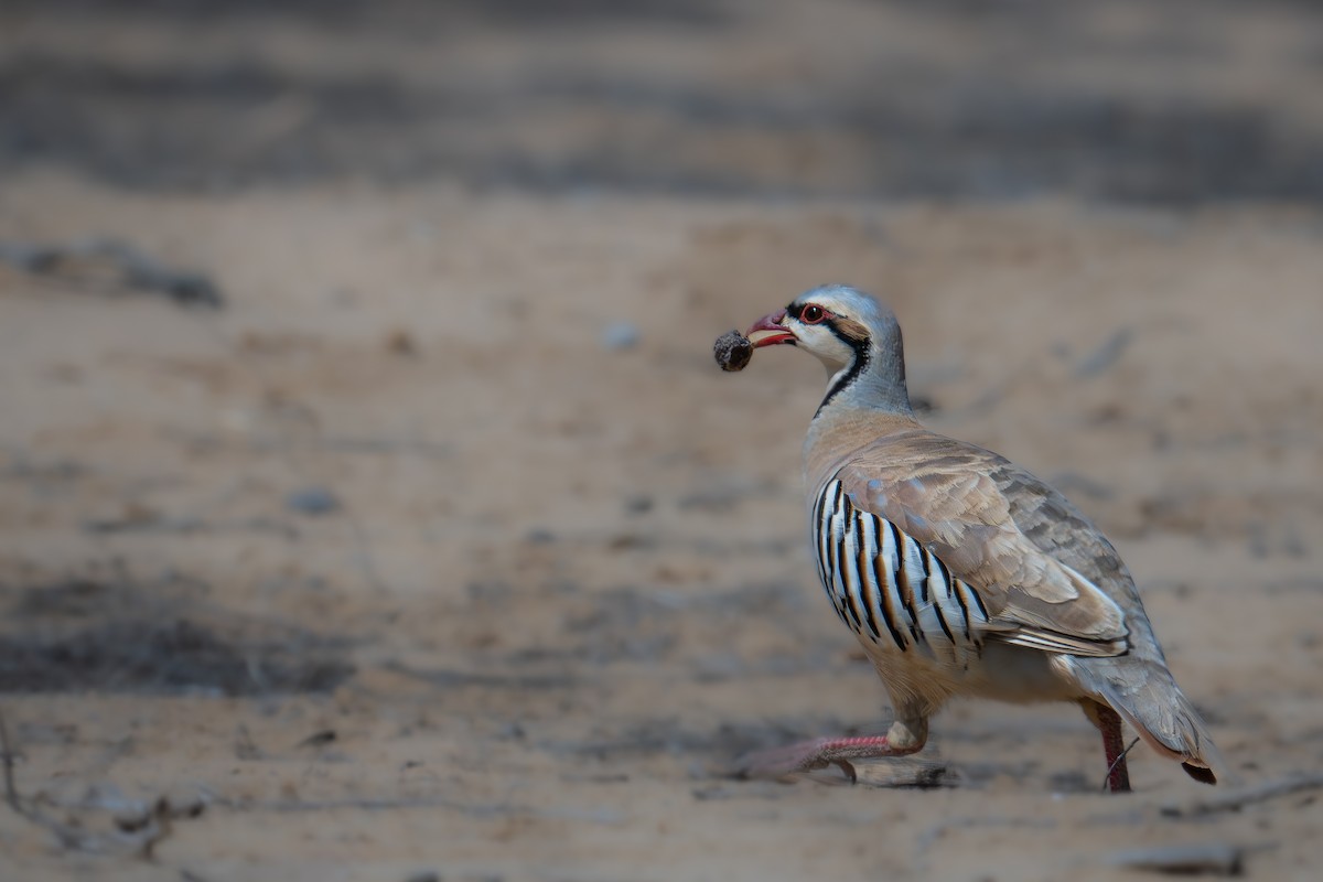 Chukar - Uriel Levy