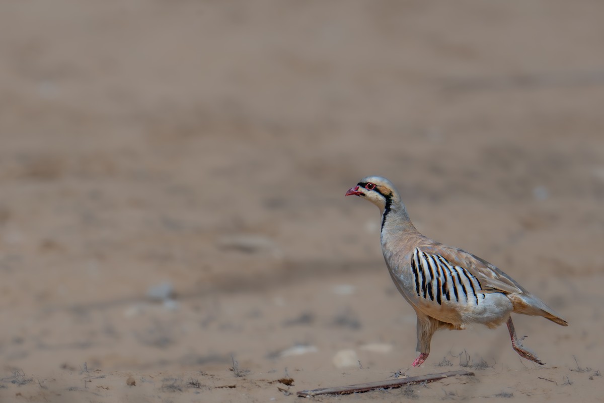 Chukar - Uriel Levy