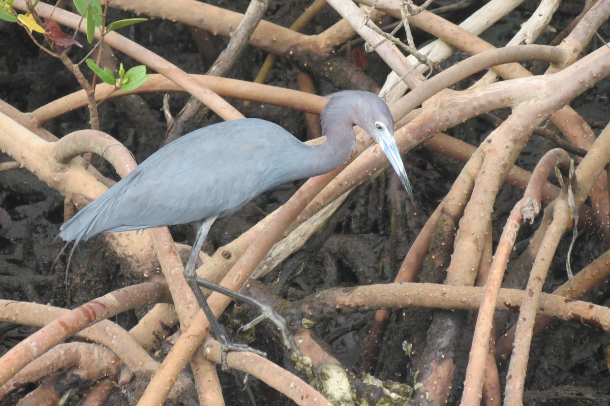 Little Blue Heron - ML618411830