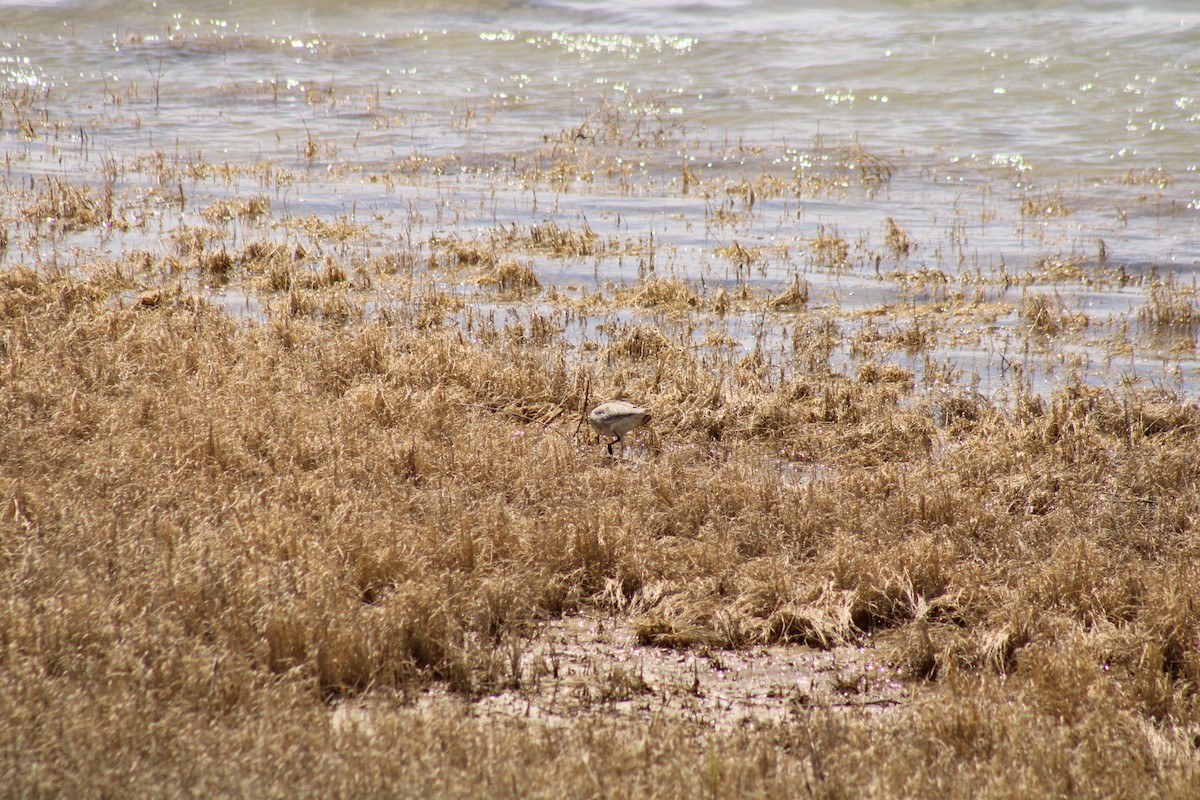 Willet - Carl Ingwell