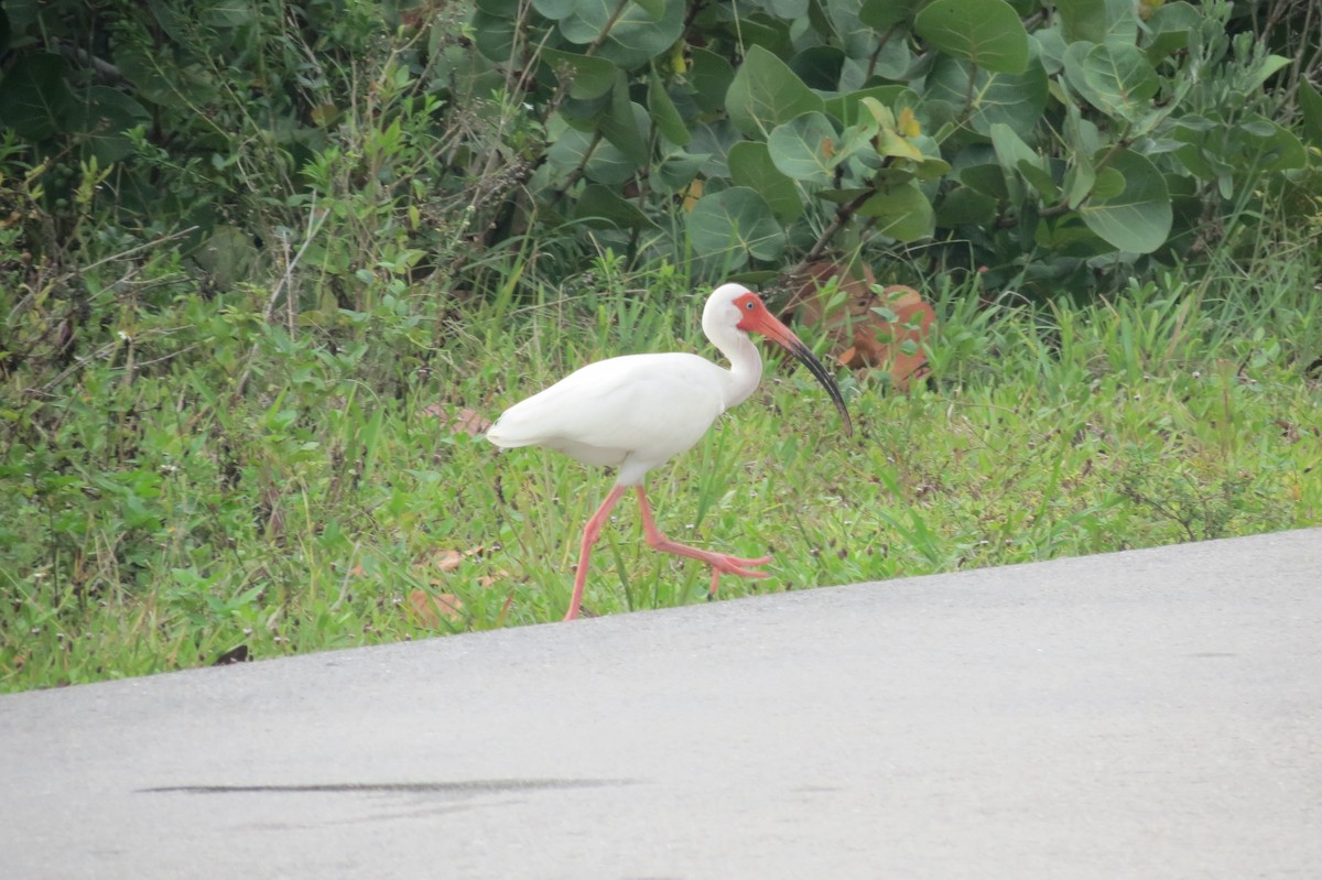 Ibis blanc - ML618411846