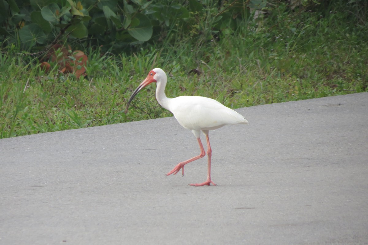 Ibis blanc - ML618411850