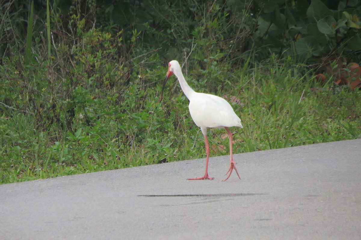 Ibis blanc - ML618411851