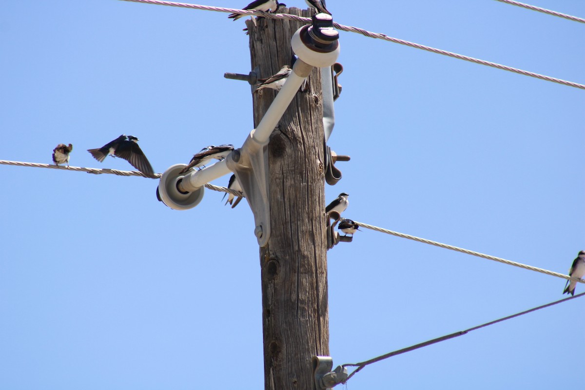 Tree Swallow - ML618411896