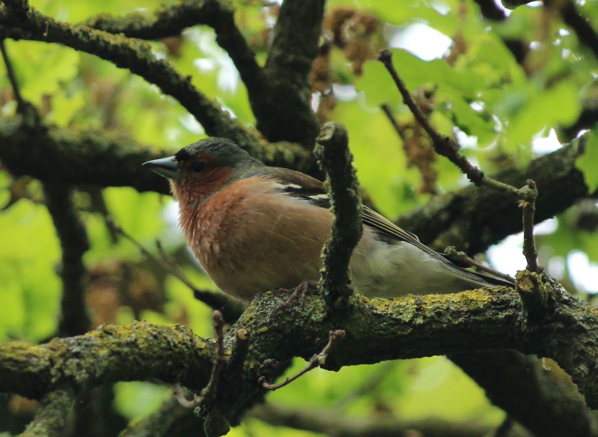 Common Chaffinch - Bailey McCahon