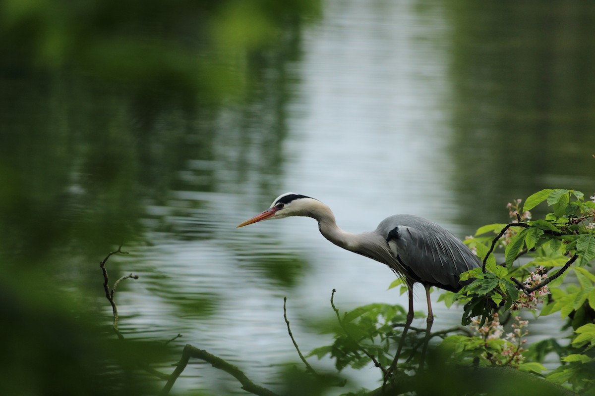 Gray Heron - Bailey McCahon