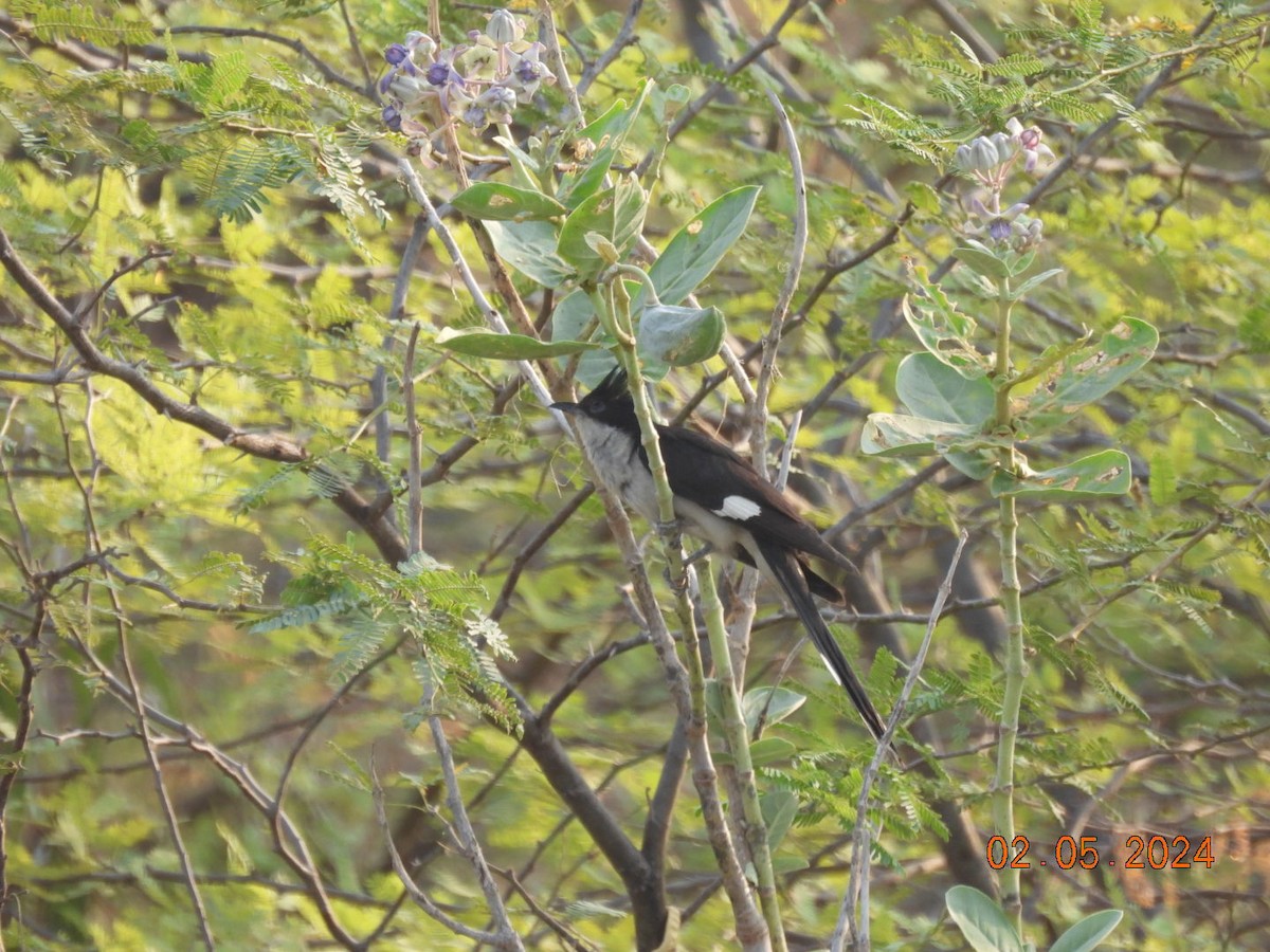 Pied Cuckoo - ML618412002