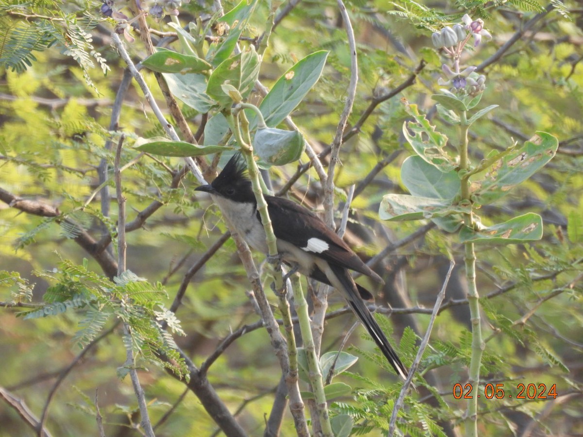 Pied Cuckoo - ML618412003