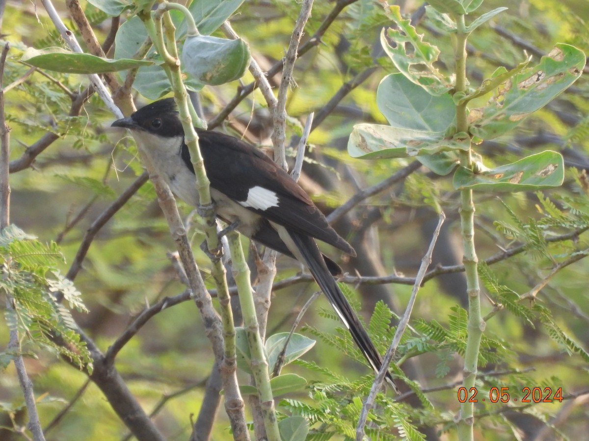 Pied Cuckoo - ML618412005