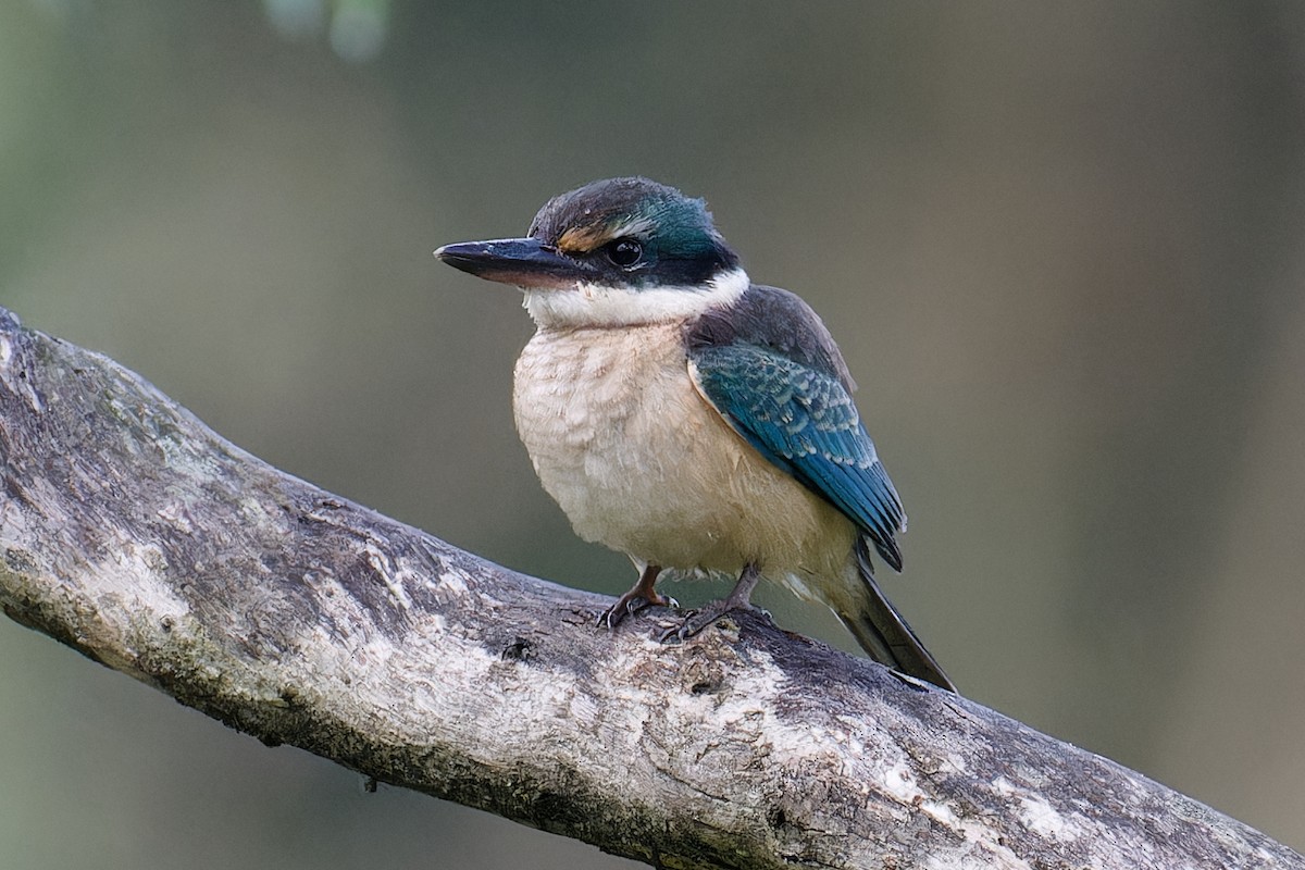 Sacred Kingfisher - ML618412024