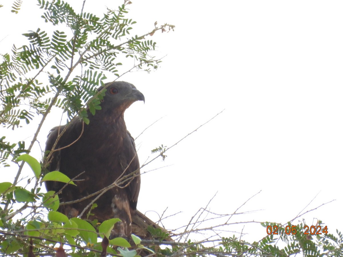 Oriental Honey-buzzard - ML618412028