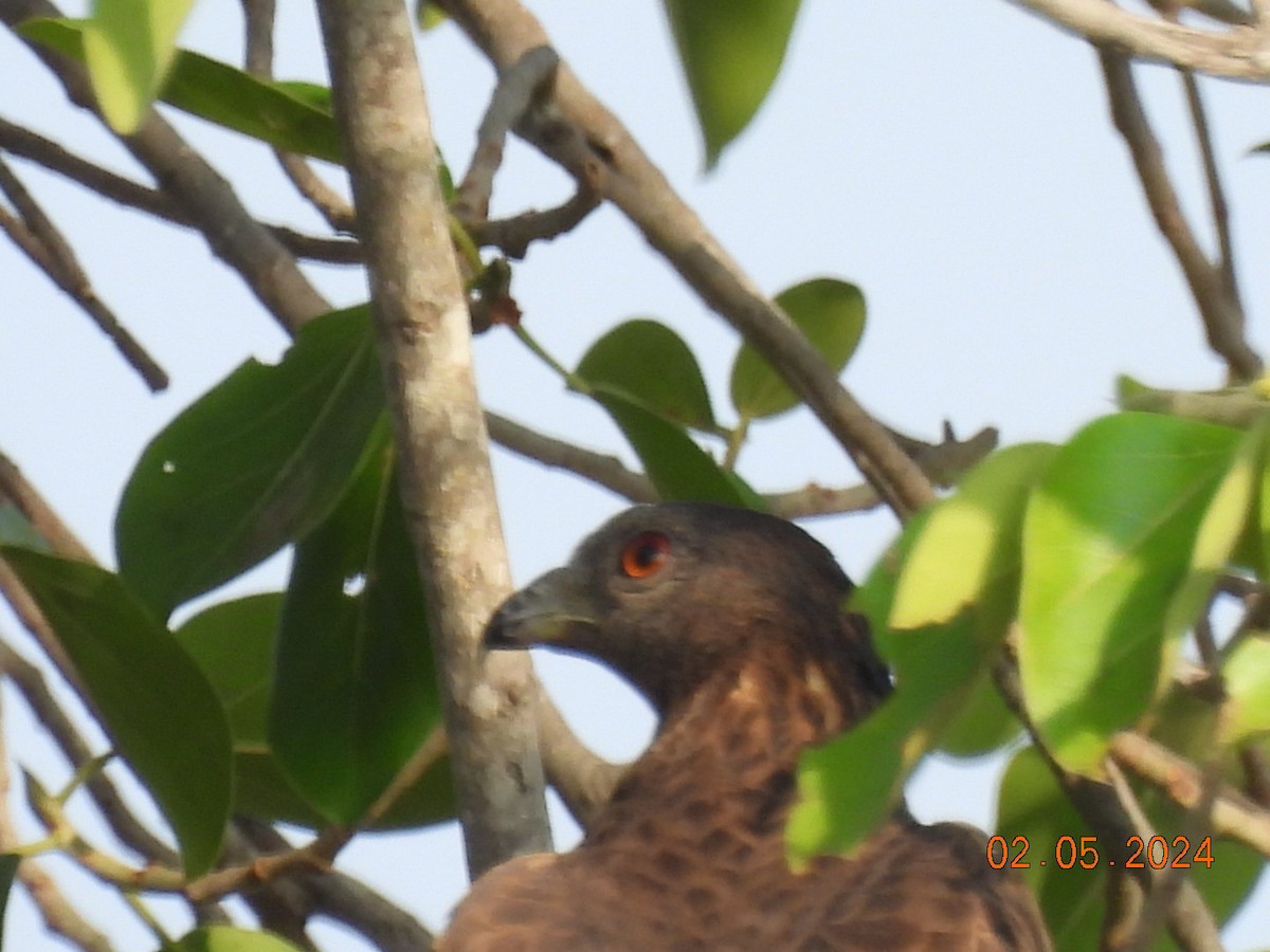 Oriental Honey-buzzard - ML618412031