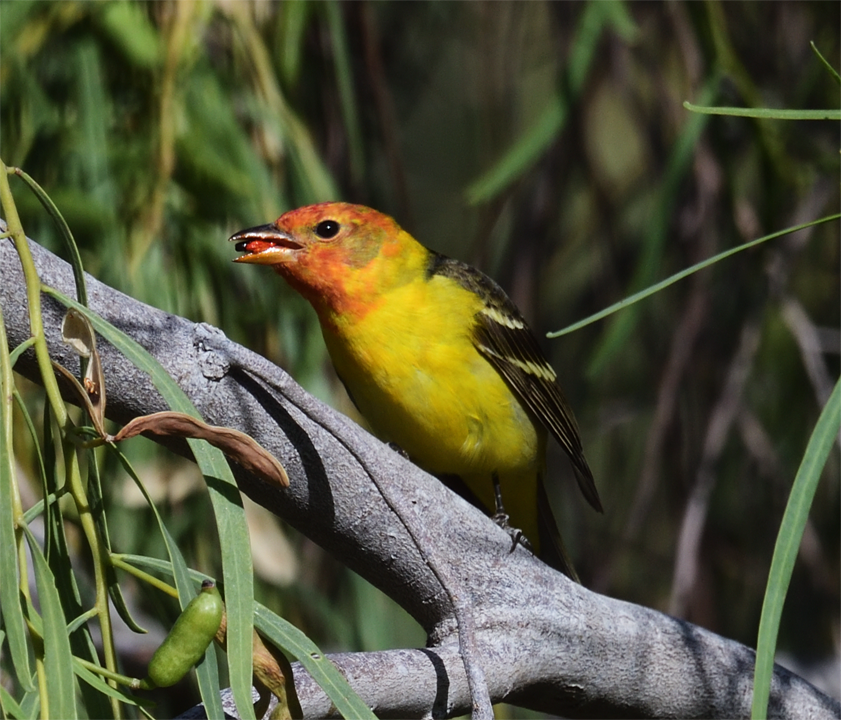 Western Tanager - Steve Eckert