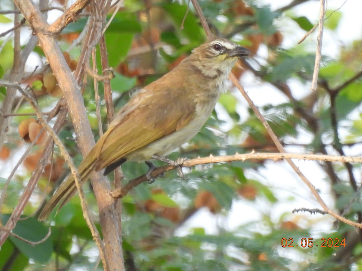 White-browed Bulbul - ML618412076