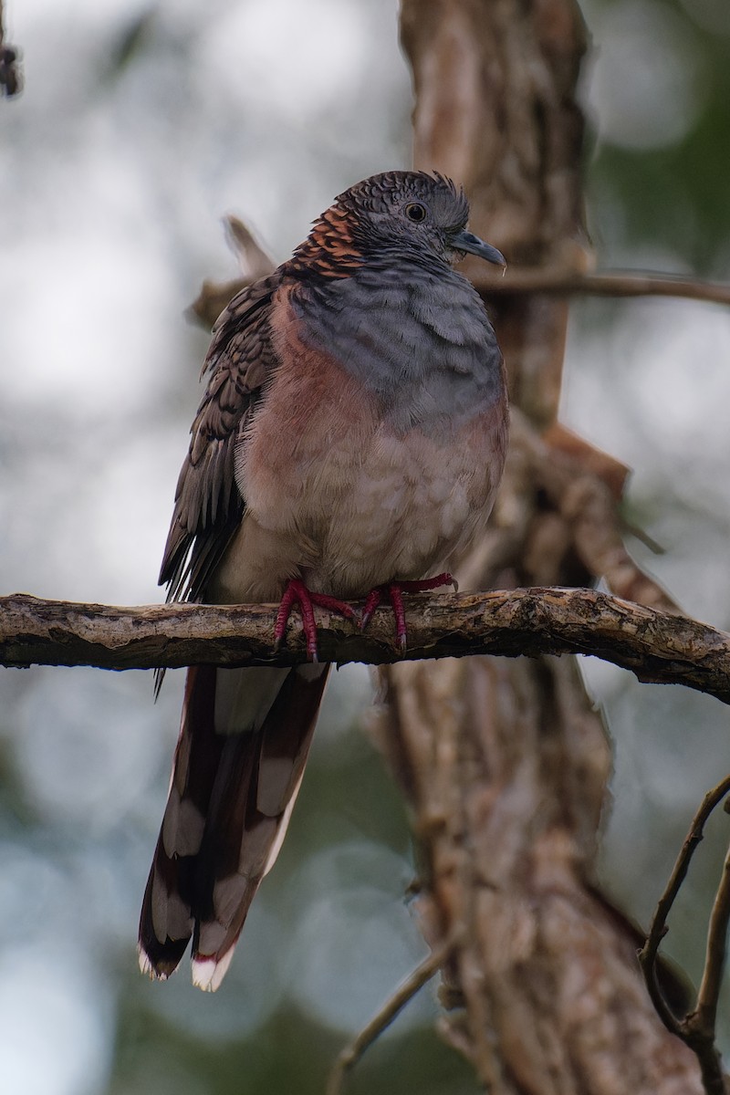 Bar-shouldered Dove - ML618412090