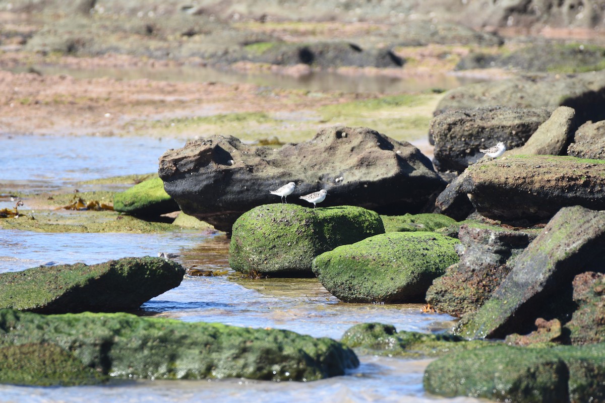 Red-necked Stint - ML618412111