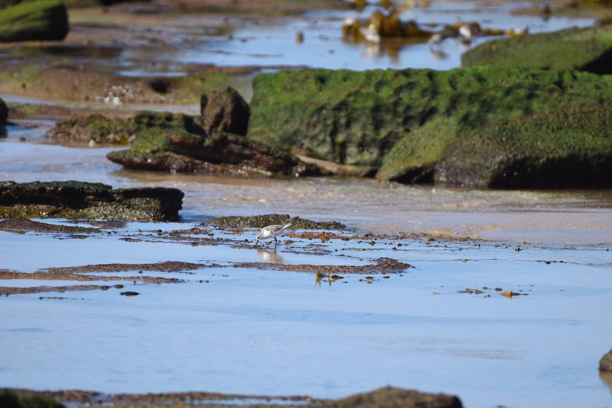 Red-necked Stint - ML618412112