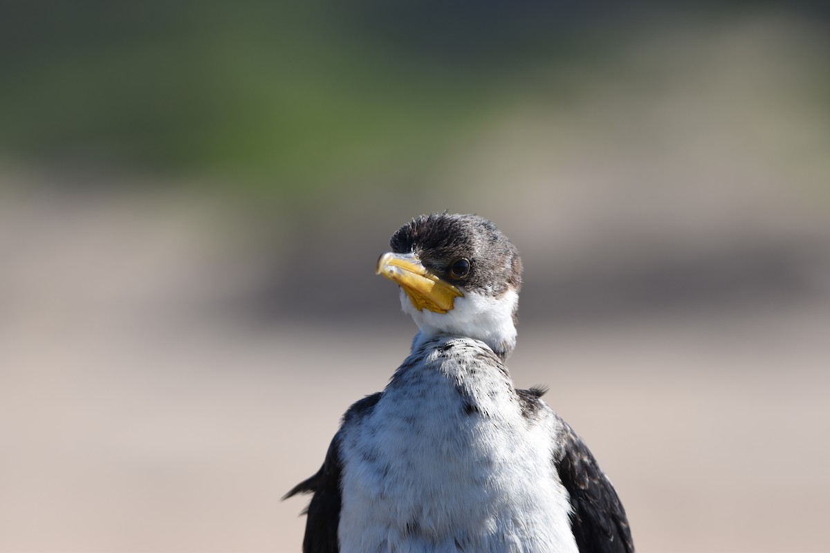 Little Pied Cormorant - ML618412126