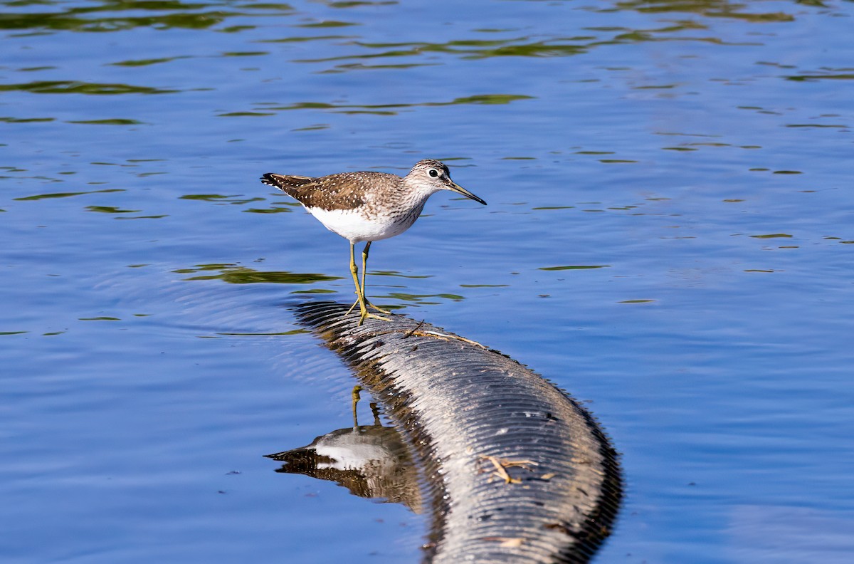 Solitary Sandpiper - ML618412127