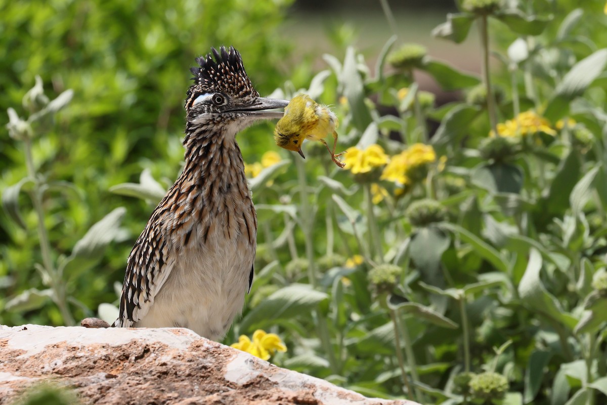 Greater Roadrunner - ML618412135