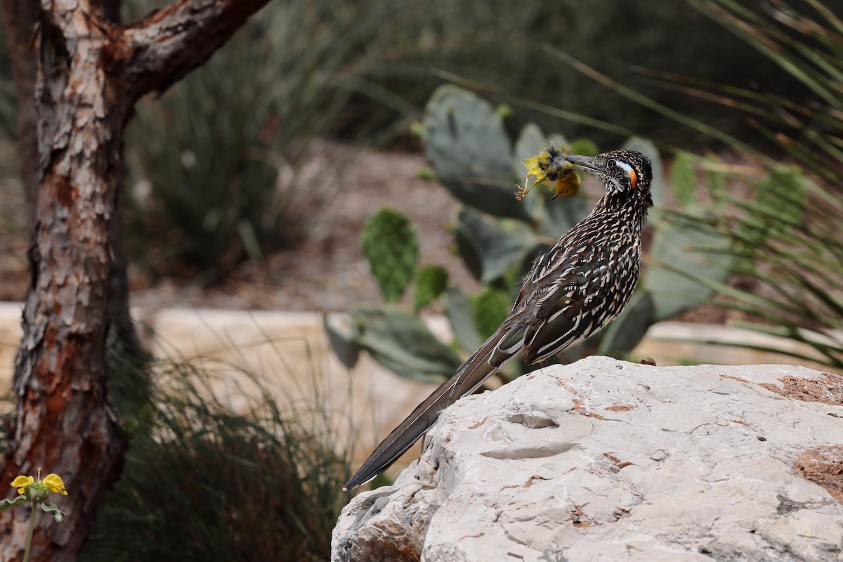 Greater Roadrunner - ML618412136