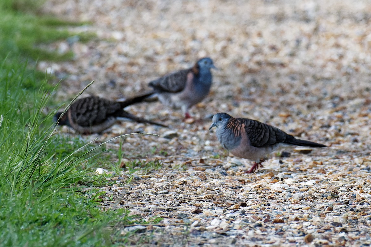 Bar-shouldered Dove - ML618412150