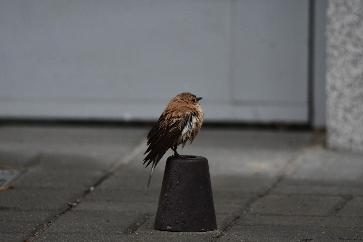 Western Black-eared Wheatear - ML618412186