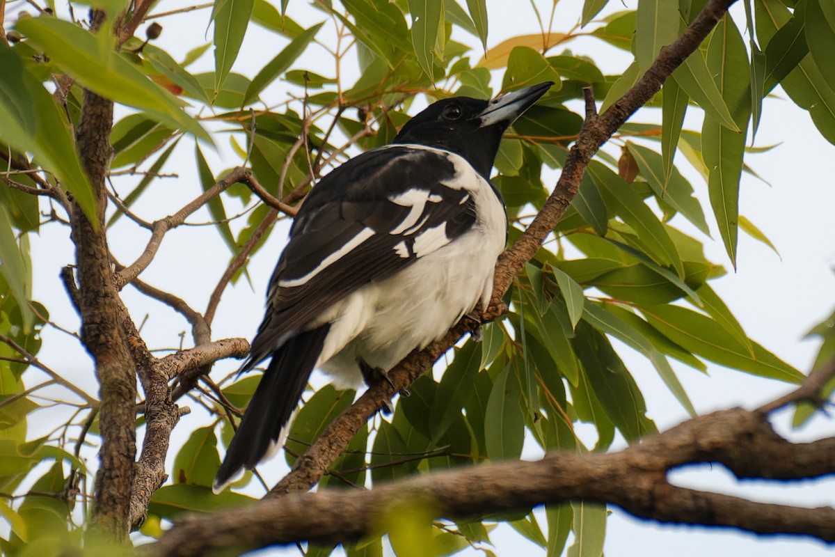 Pied Butcherbird - ML618412191