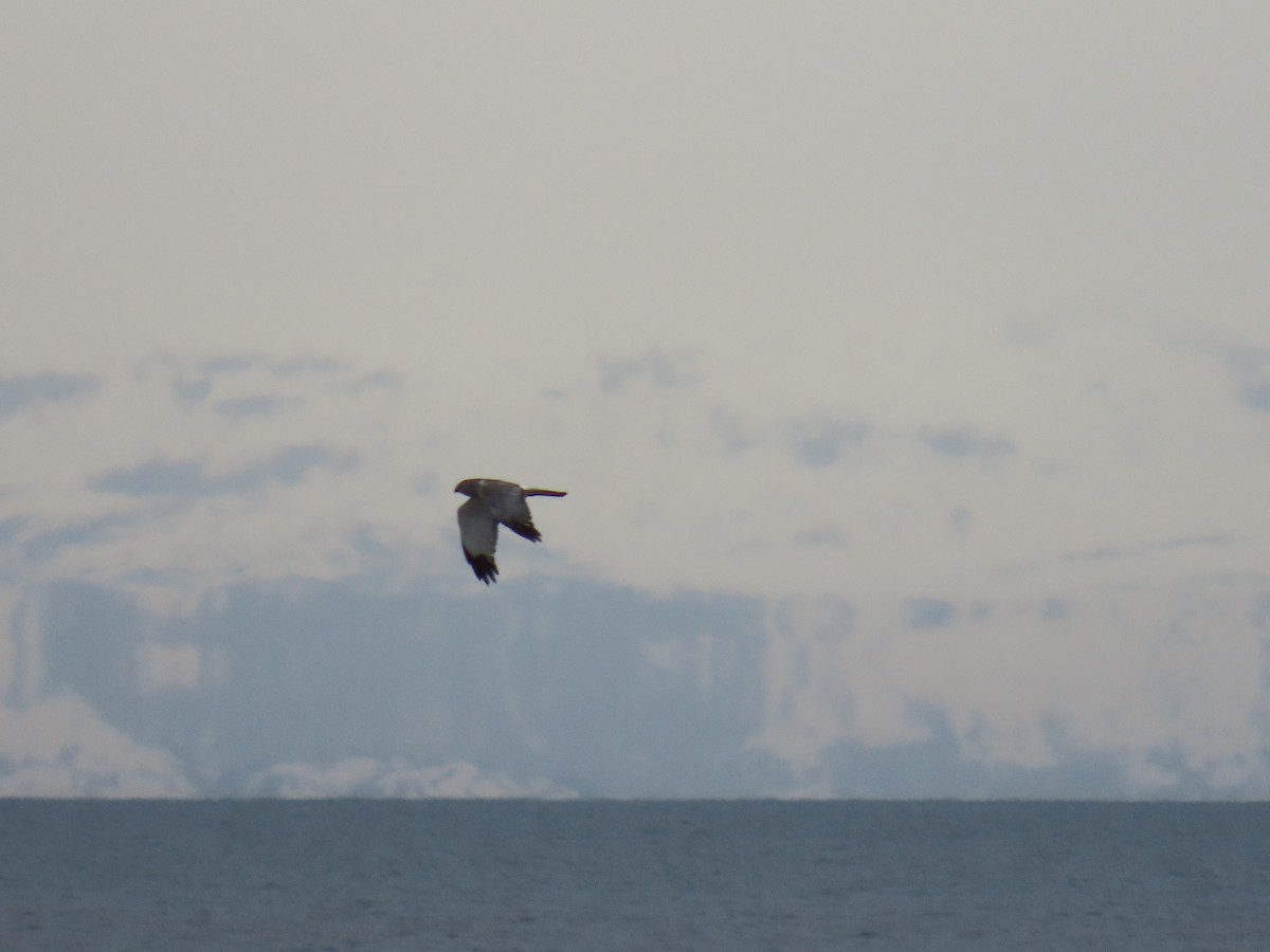 Northern Harrier - Laura Burke