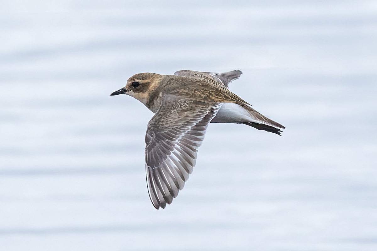 Double-banded Plover - Stephanie Owen