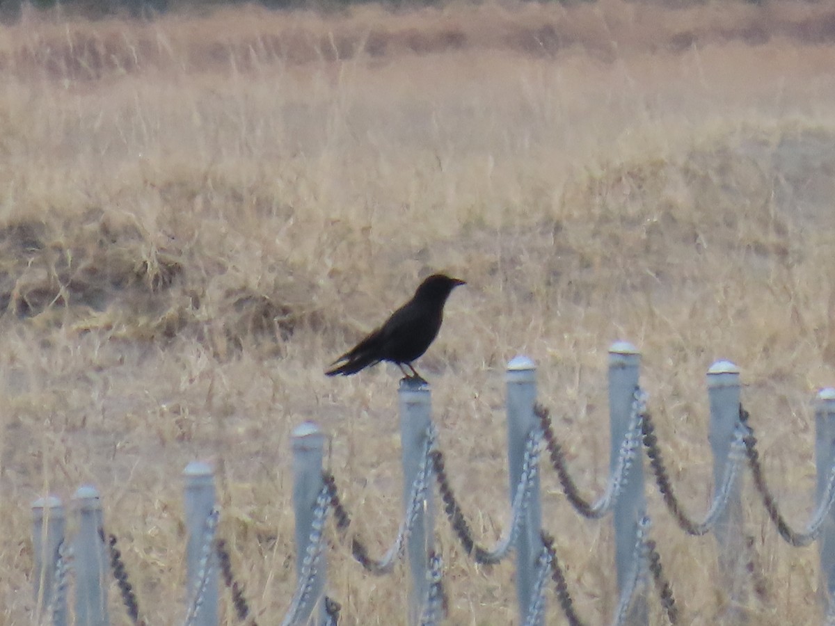 American Crow - ML618412254