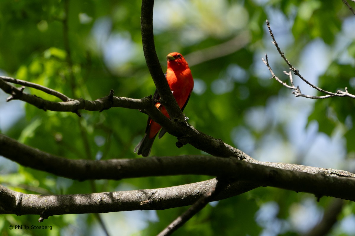 Scarlet Tanager - Phillip Stosberg