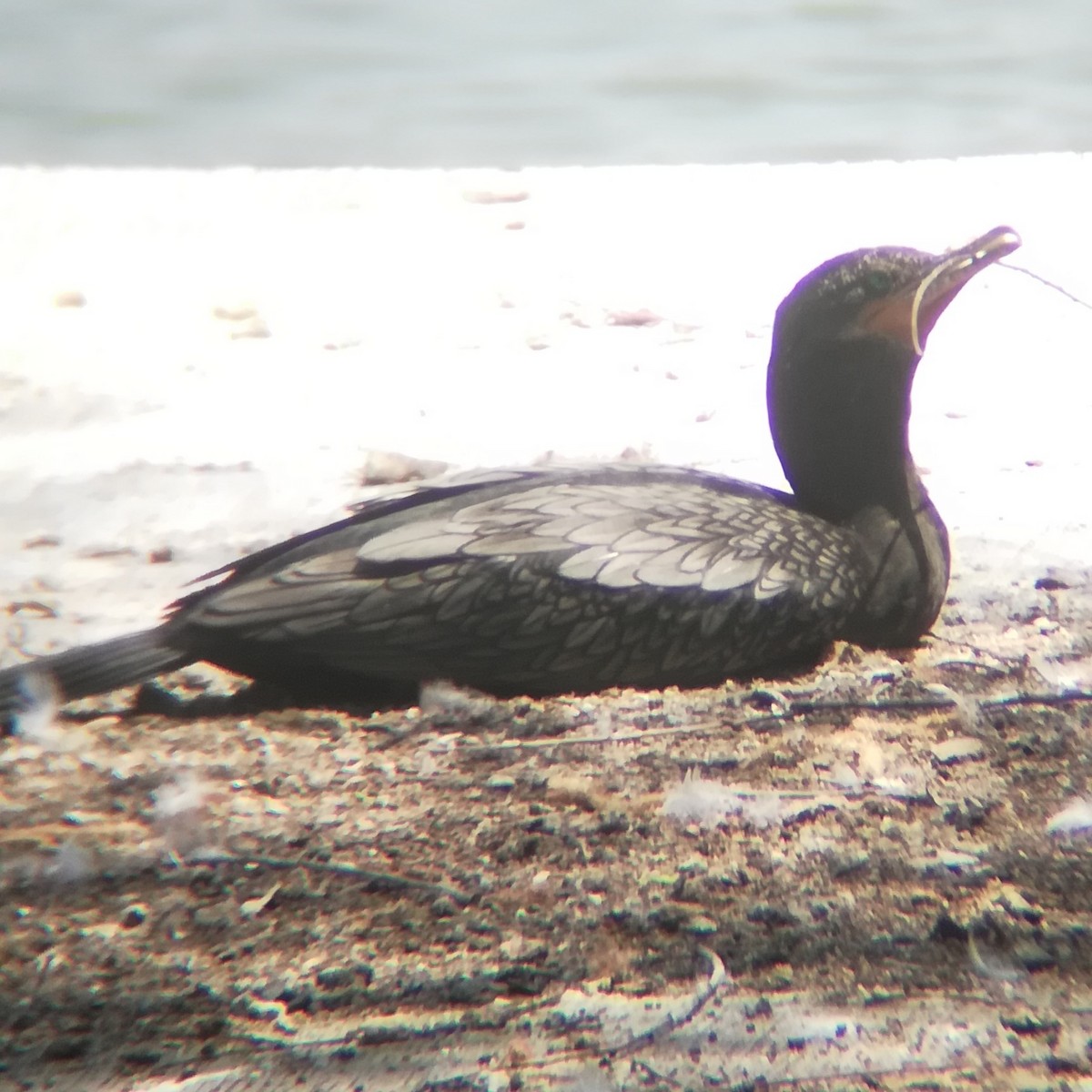 Neotropic Cormorant - Anonymous