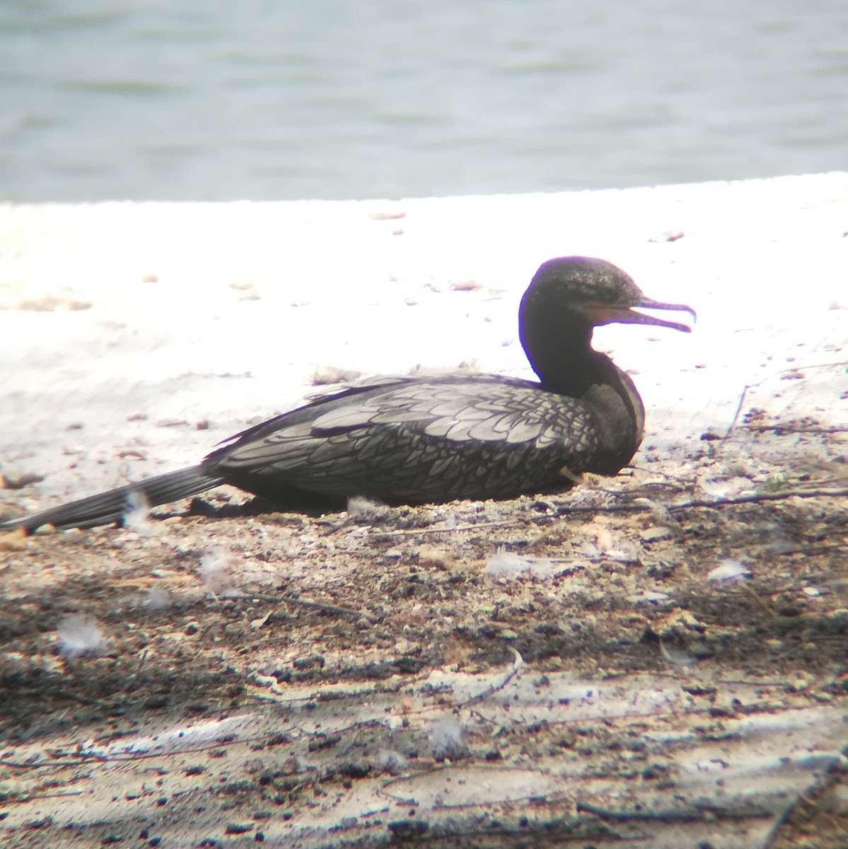 Neotropic Cormorant - Anonymous