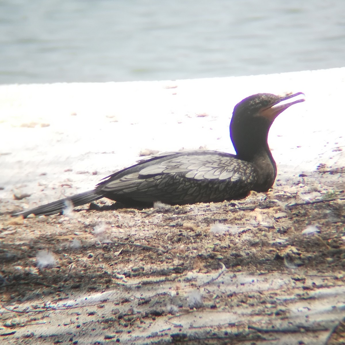 Neotropic Cormorant - Anonymous