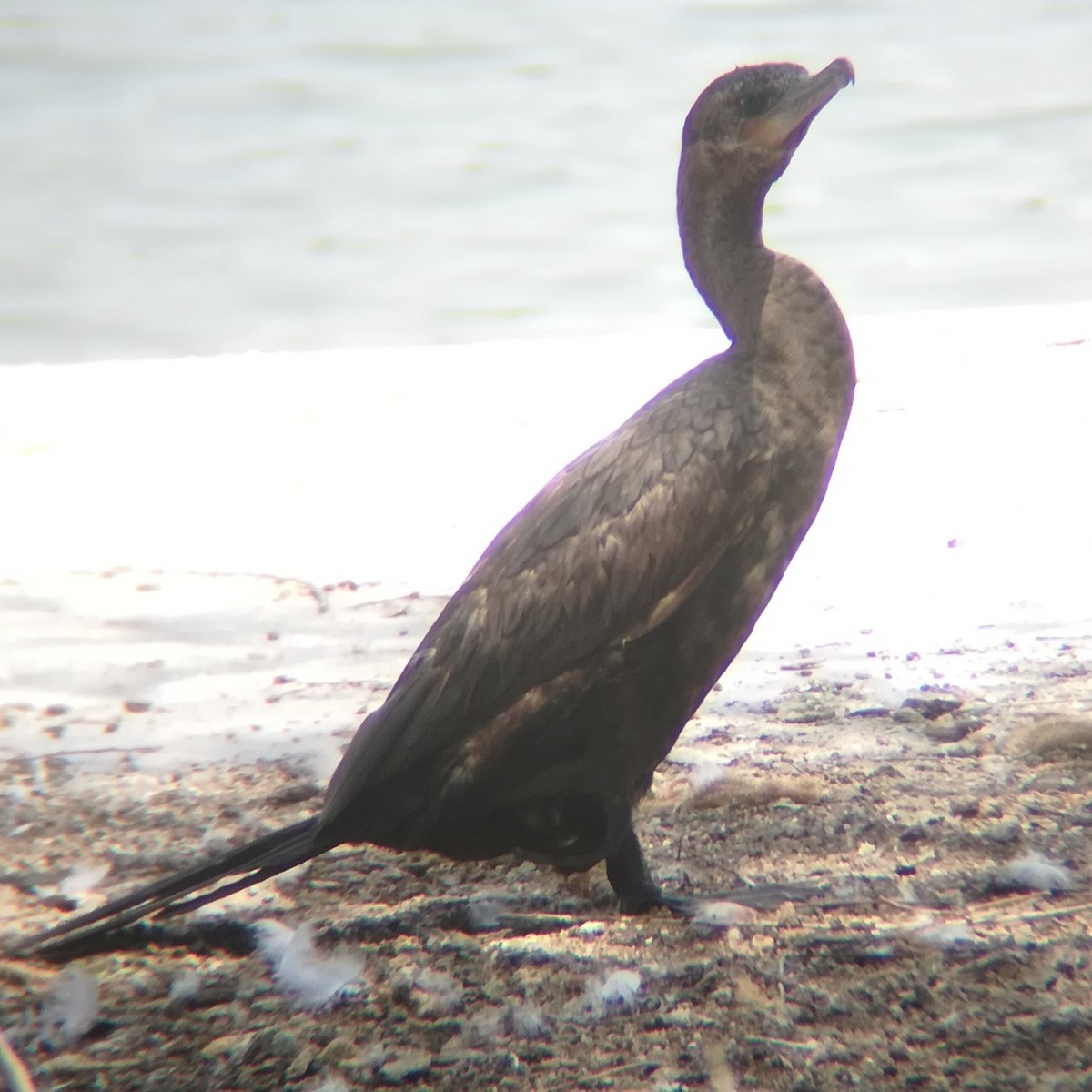 Neotropic Cormorant - Anonymous