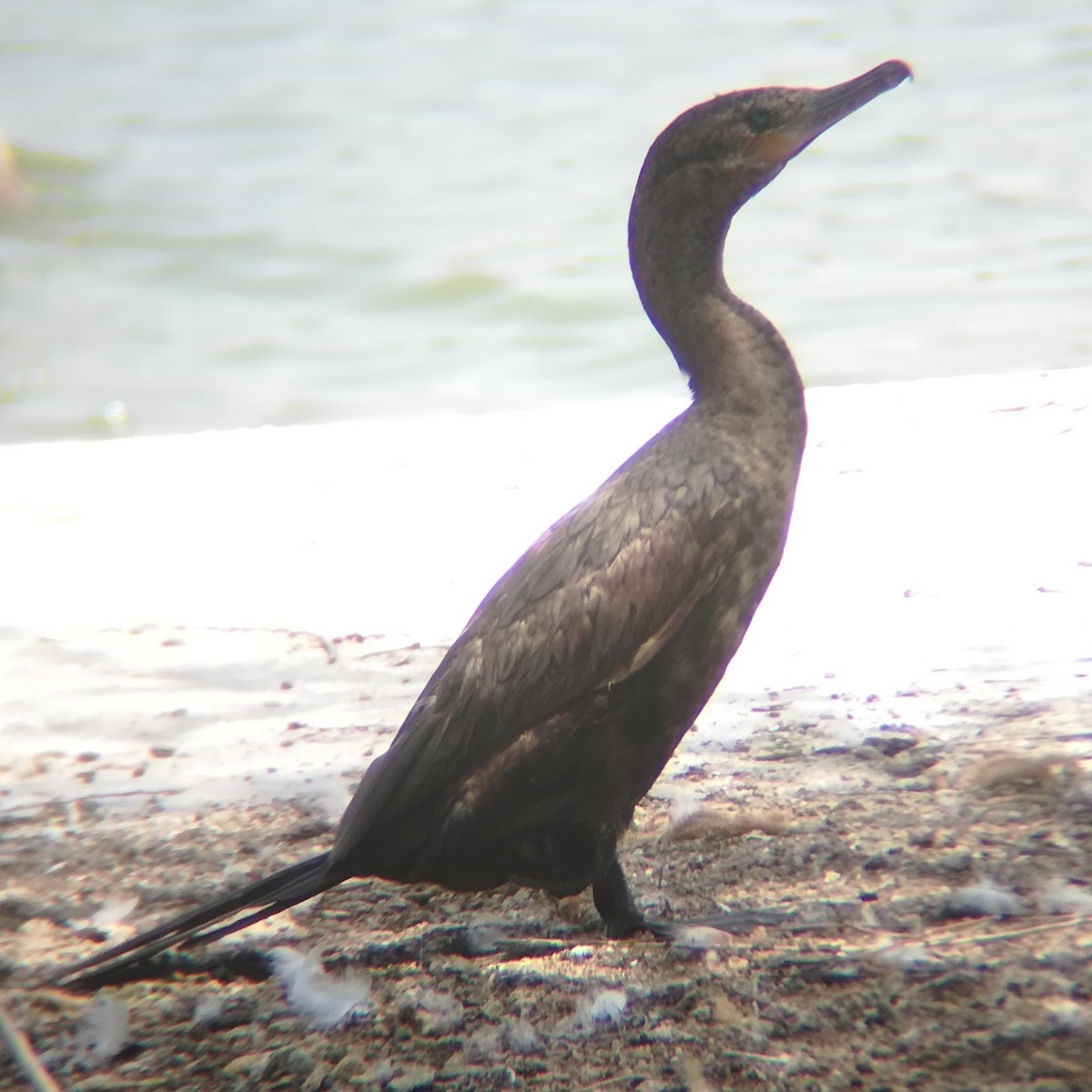 Neotropic Cormorant - Anonymous