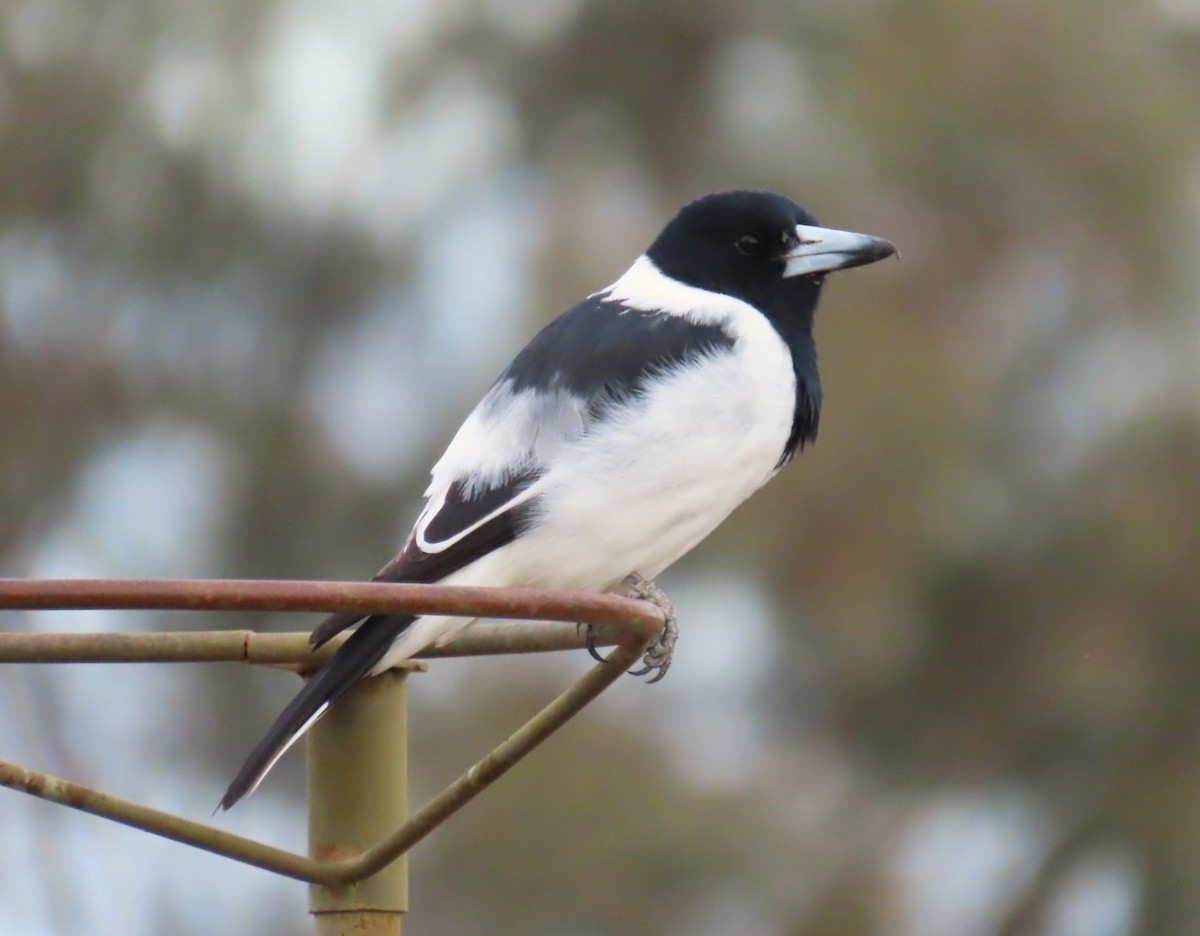 Pied Butcherbird - Sarah Chaplin