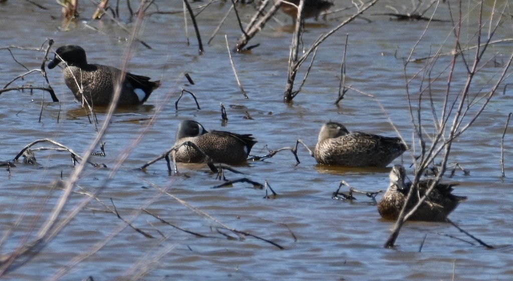 Blue-winged Teal - ML618412332