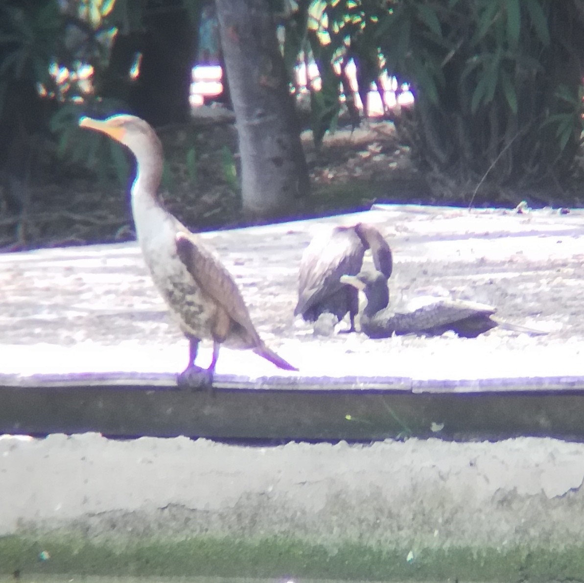 Neotropic Cormorant - Anonymous