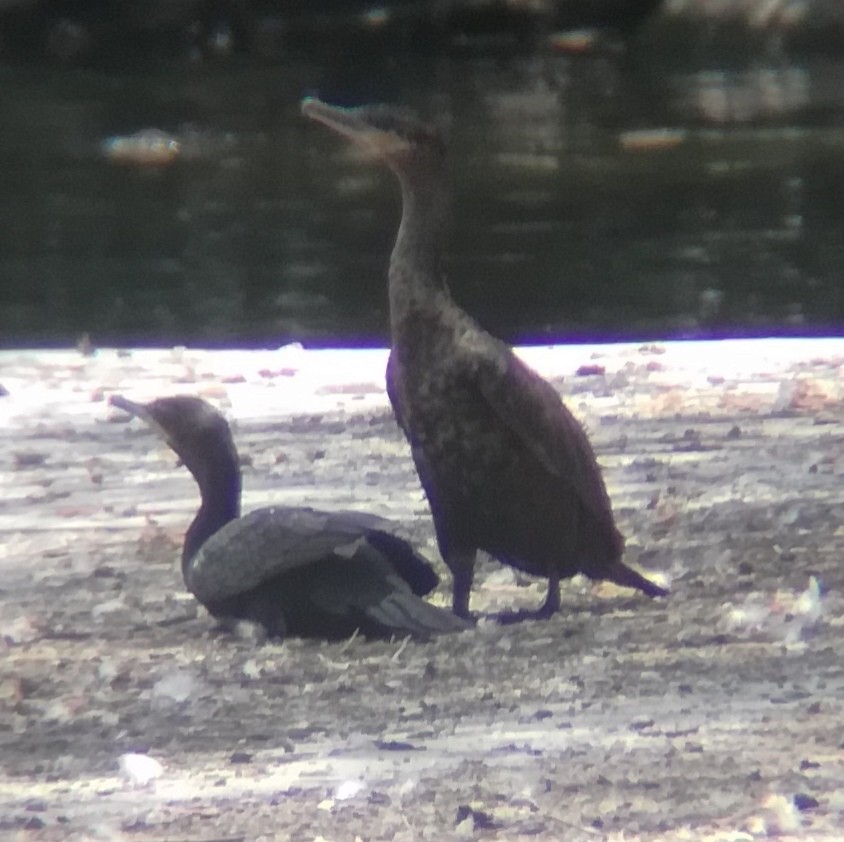 Neotropic Cormorant - Anonymous