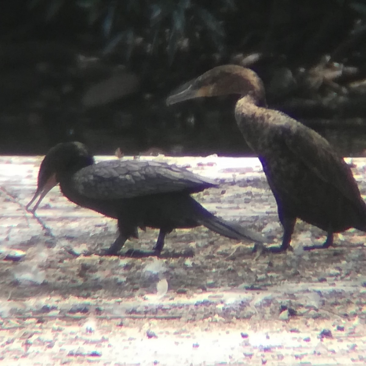 Neotropic Cormorant - Anonymous